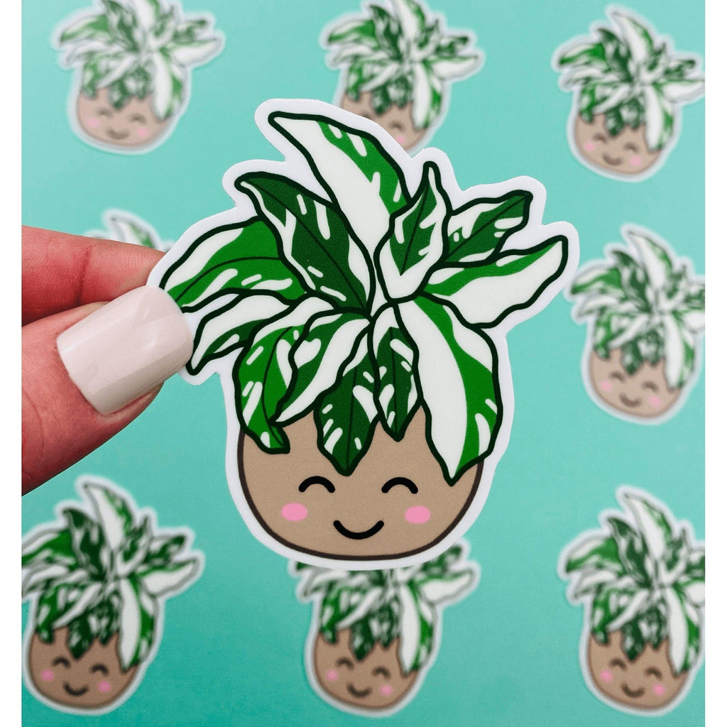 Rare Plant White Fusion Calathea Sticker, Variegated Calethea Sticker, Calethea Fusion White Sticker, Prayer Plant, Variegated Plant Sticker