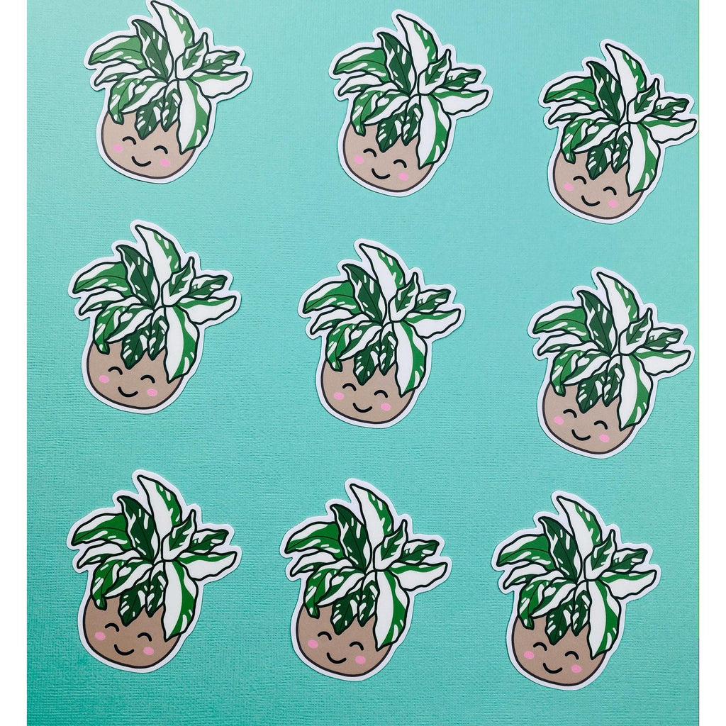 Rare Plant White Fusion Calathea Sticker, Variegated Calethea Sticker, Calethea Fusion White Sticker, Prayer Plant, Variegated Plant Sticker